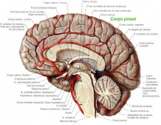 Psicologia Saberes - Exame Neuropsicológico
