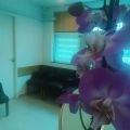 Dra. Daniela Wickbold Gancz