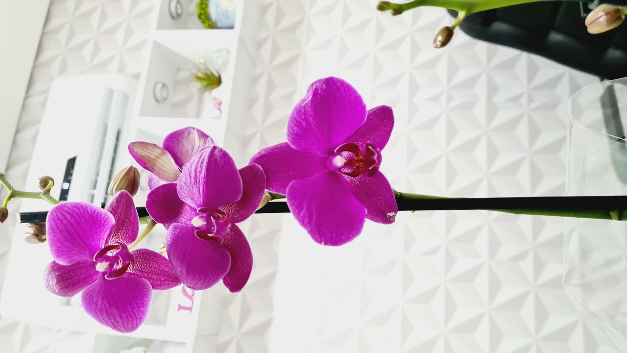 Dra. Nárima Caldana