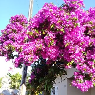 Dra. Helena Nogueira Soufen