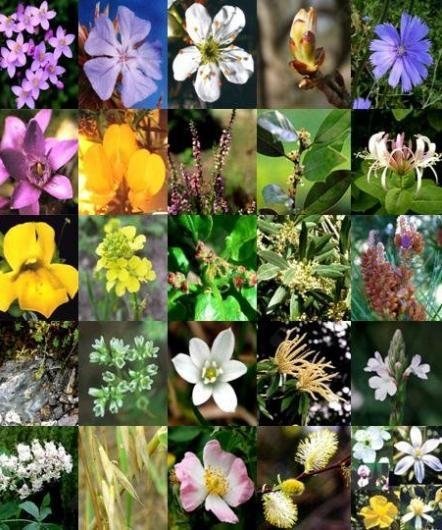 Avalon Florais de Bach